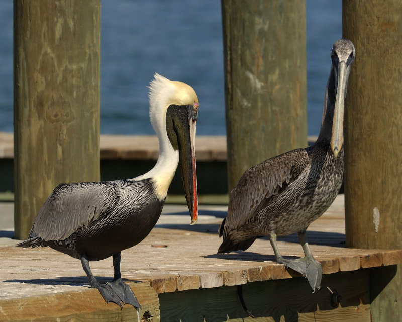 Pelican flirting.jpg