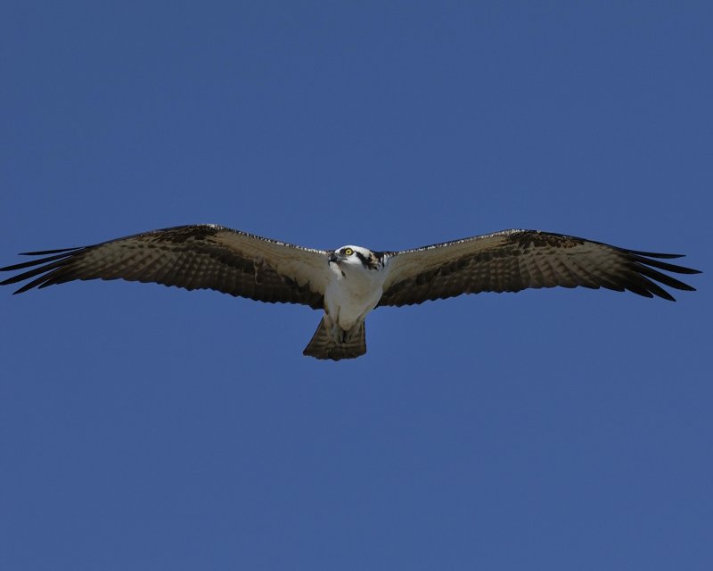 Osprey27-in flight.jpg