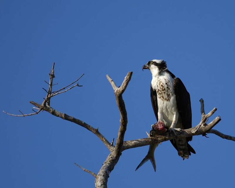 Osprey15-Fish for Lunch.nef.jpg