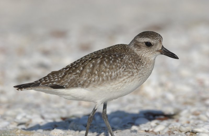 Sanderling.jpg