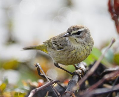 Palm Warbler-3.jpg