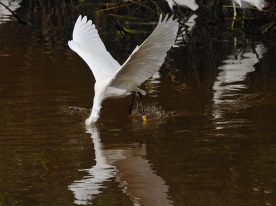 Snowy Egret collection from Ding