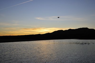 Bosque Sunset