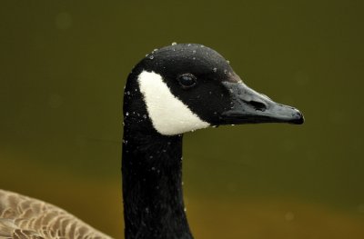 Canada goose
