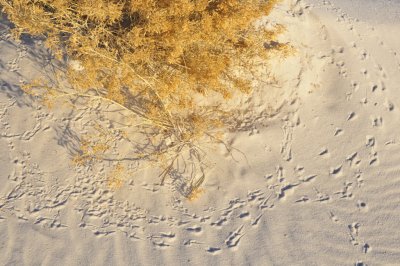 Tracks