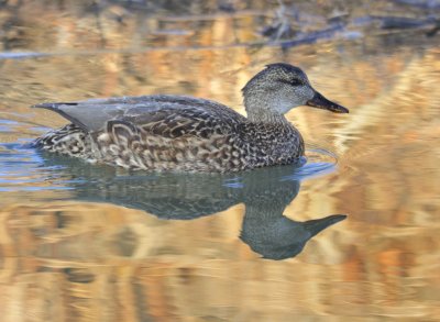 Mallard 