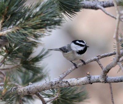 Mountain chickadee 
