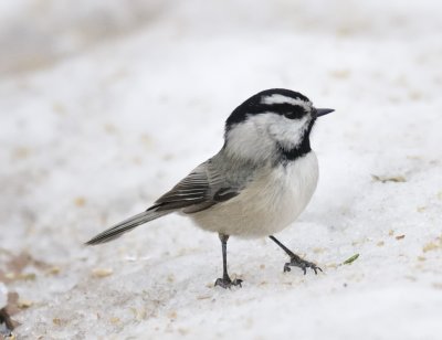 Mountain chickadee