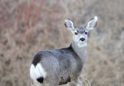 Mule deer