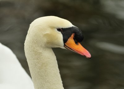 Mute swan