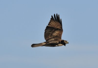 Norther Harrier