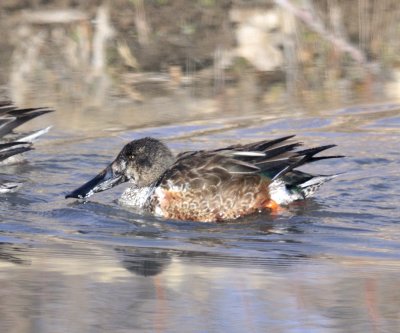 Northern Shoveler