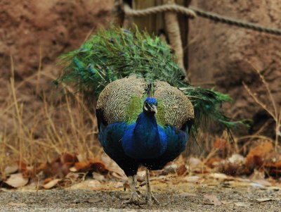 Peacock