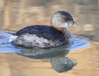 Pied billed Grebe