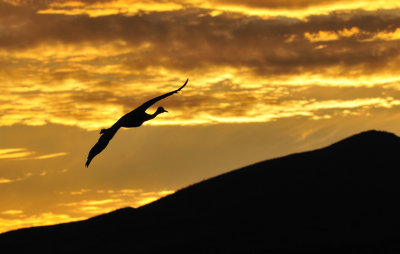 Sandhill Crane at Sunset