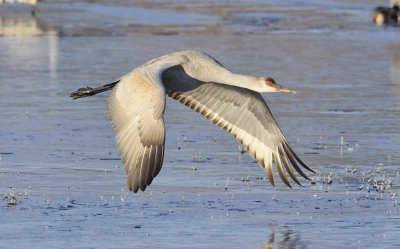 Sandhill takeoff