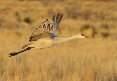 Sandhill crane 