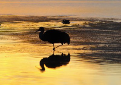 Sandhill crane at sunset