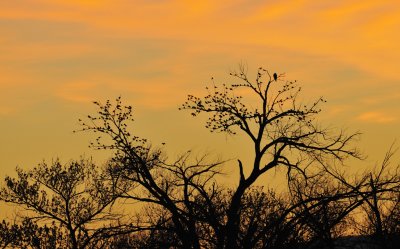 Sunrise with the Blackbirds