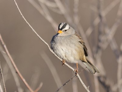 White crowned sparrow