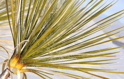 White Sands yucca