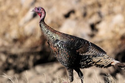Wild Turkey