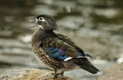 Wood duck