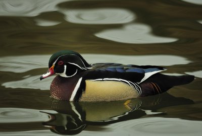 Wood duck