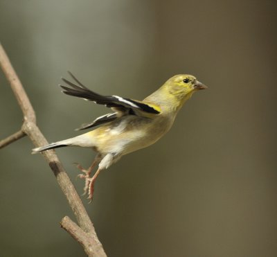 American Goldfinch-sm.jpg