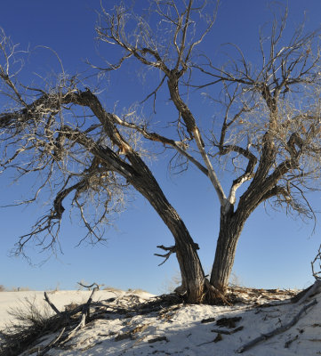 Lonely Tree