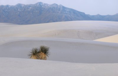 Lone Yucca