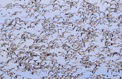Just a Piece of a Flock