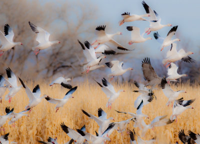 Snow Geese Blast Off