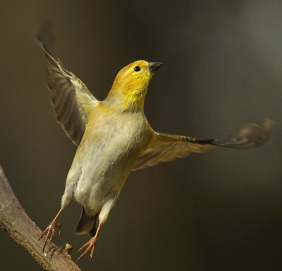 Goldfinch takeoff.jpg