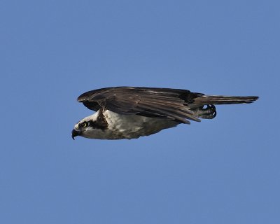 _WCC6609.jpg