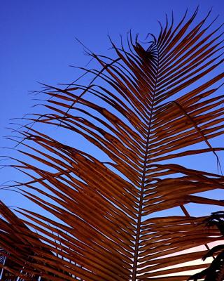 Palm.jpg