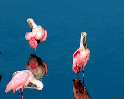 Sanibel-Ding-3Spoonbills.jpg