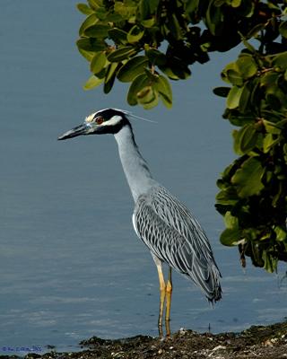 Sanibel-Ding-YCNHeron.jpg