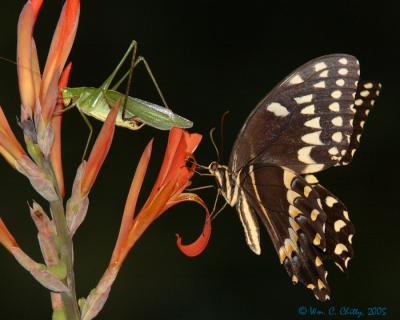 Sharing a Flower.jpg