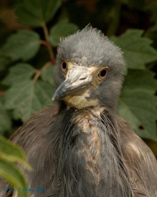Serious Chick.jpg