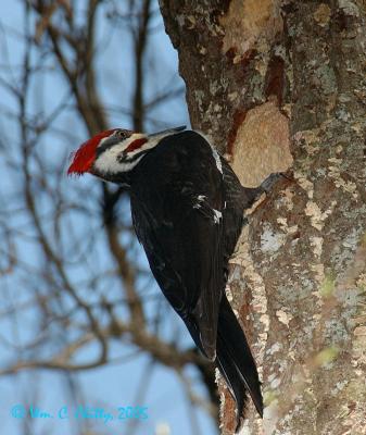 Pileated Woodpecker-22.jpg