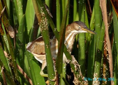 Bittern33.jpg