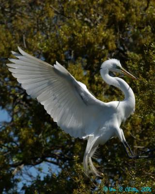 AFgreatEgret.jpg