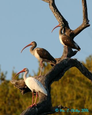 Three Amigos118.jpg