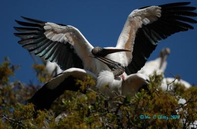 AFWoodstork nuzzling.jpg