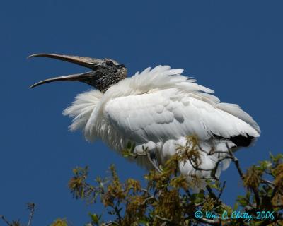 AFstork82.jpg