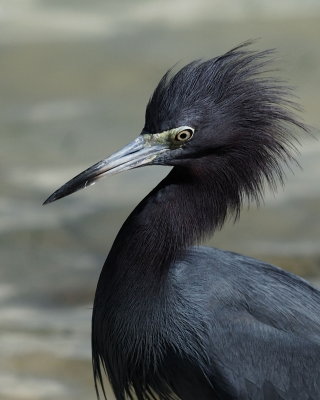 Sanibel Little Blue Heron.jpg
