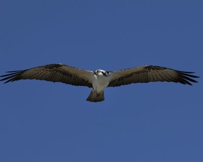 Osprey27-in flight.jpg