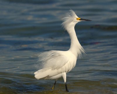 Snowy Egret 8-2.jpg