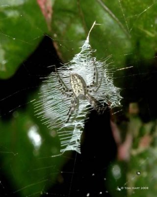 Argiope Spider 7-5-2008